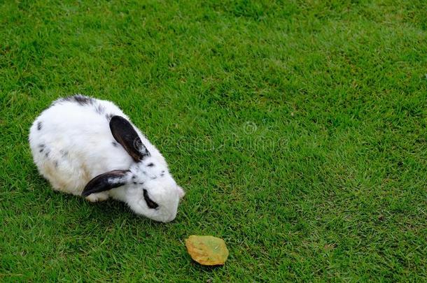 一有趣的一半的欲睡的兔子向绿色的背景