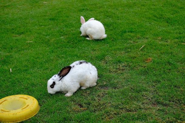 两个可爱的兔子向地面
