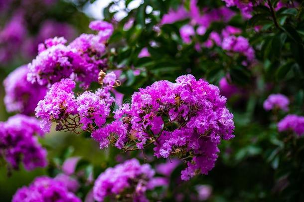 盛开的紫薇属花束月季千斤顶