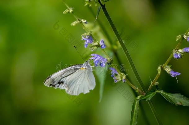 花园白色的蝴蝶向小的花采用一J一p一nese森林1