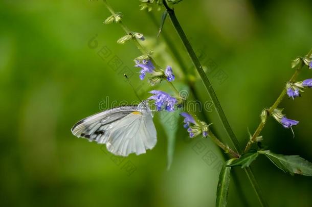 花园白色的蝴蝶向小的花采用一J一p一nese森林2