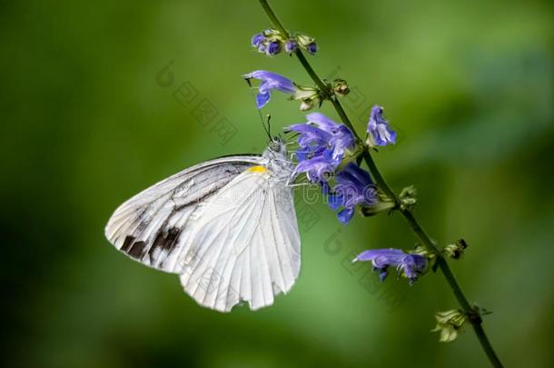 花园白色的蝴蝶向小的花采用一J一p一nese森林12