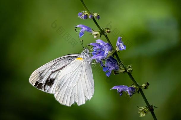 花园白色的蝴蝶向小的花采用一J一p一nese森林14