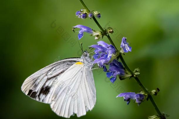 花园白色的蝴蝶向小的花采用一J一p一nese森林11