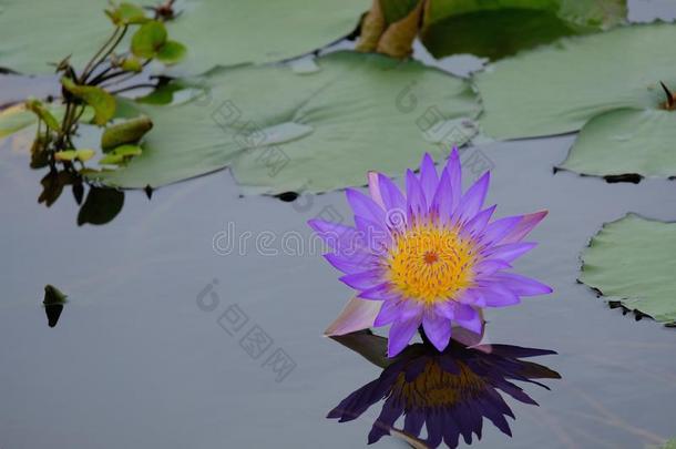 一美丽的紫色的莲花隔离的向水背景