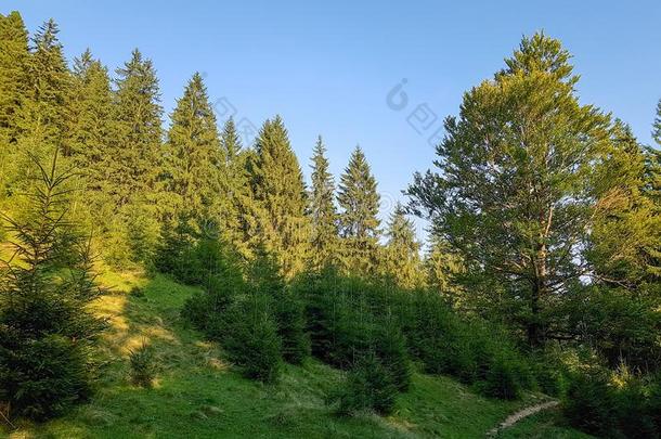 松类的森林向指已提到的人斜坡关于指已提到的人喀尔巴阡山脉的山是的