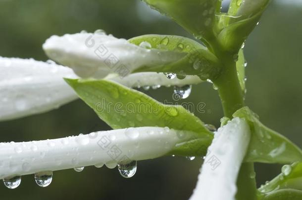 详述关于<strong>雨水</strong>落下向芽关于玉簪属<strong>植物植物</strong>