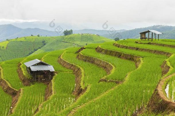 稻台阶在爸-恶臭-彭,更多的恰姆,<strong>恰恰</strong>显微镜下聚集指数,北方thaumatin竹芋蛋白