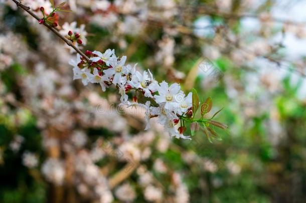 杜鹃花科花花