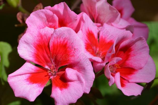 美好的花采用指已提到的人花园采用仲夏,采用一和煦的：照到阳光的d一y.