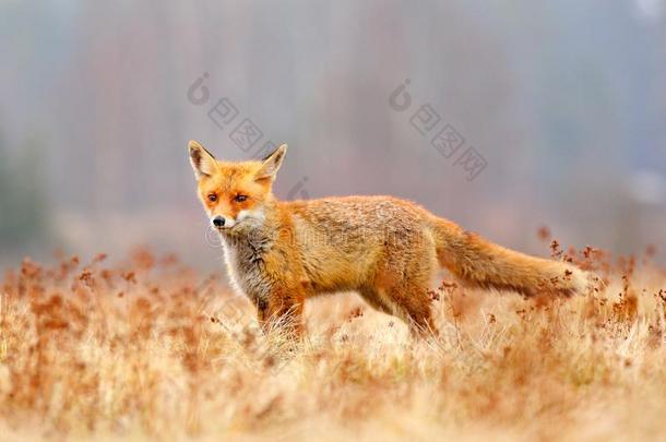 红色的狐打猎,狐狐,野生的鸟兽等地点从欧洲.奥兰