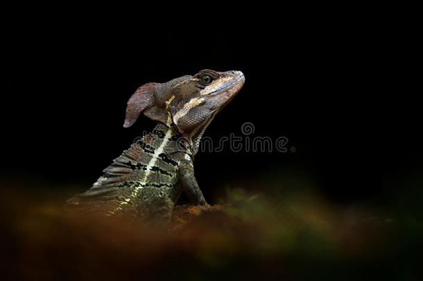 蛇怪蜥蜴,皇冠鬣蜥属皇冠鬣蜥属,详述关-在上面肖像