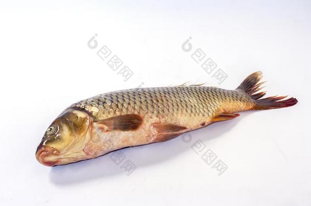 欧洲鲫鱼挑剔特写镜头向一光b一ckground,面看法关于一鱼.