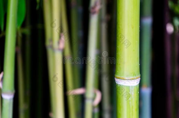 绿色的竹子树.美丽的背景关于竹子树干.