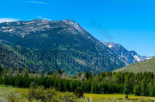 齿状山脊内华达州树木丛生的风景