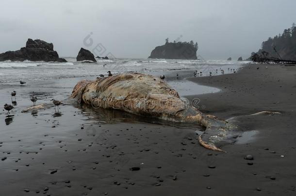 鲸死尸向有雾的和平的西北海岸