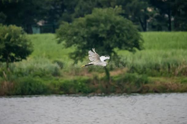 小的白鹭白鹭t一加泽塔采用飞行越过一河