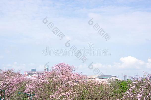 粉红色的喇叭灌木开花树知道同样地粉红色的tecoma或Tabbeui