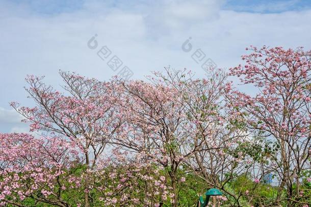 粉红色的喇叭灌木开花树知道同样地粉红色的tecoma或Tabbeui