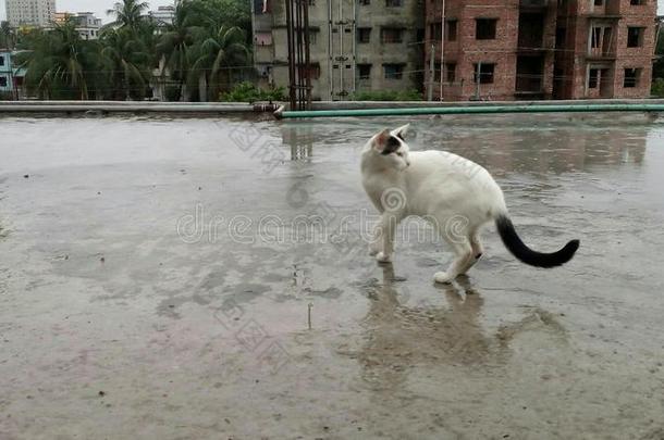 猫照片