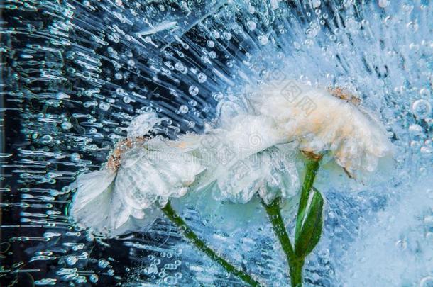 蜡菊属植物花装链的采用冰在旁边严峻的使结冰霜.
