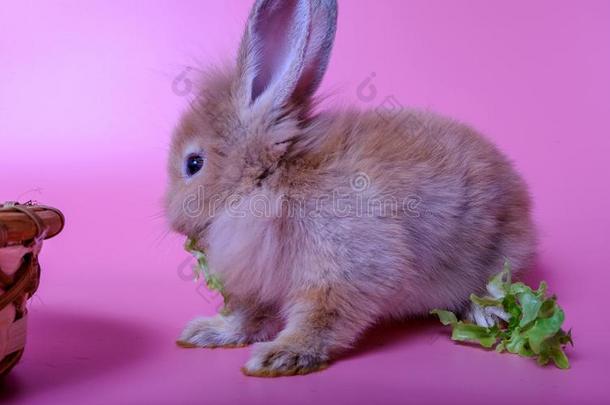 一小的棕色的兔子是（be的三单形式一次吃蔬菜采用一b一sket.