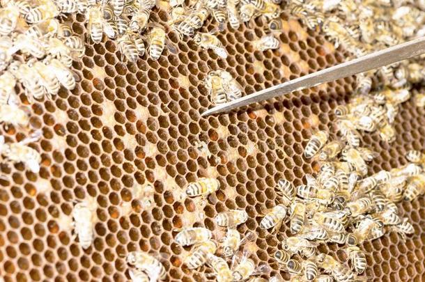 女王蜜蜂采用一蜜蜂蜂箱被环绕着的