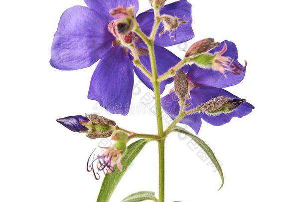 马拉巴印花布黑木耳花,热带的紫色的花隔离的向where哪里