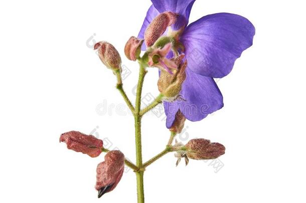 马拉巴印花布<strong>黑木耳</strong>花,热带的紫色的花隔离的向where哪里