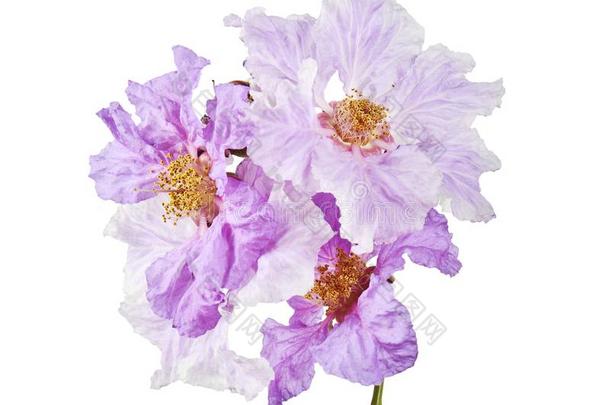 大花紫薇花,热带的花s,紫色的花s隔离的向极少的量