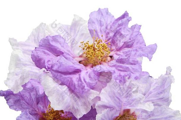 大花紫薇花,热带的花s,紫色的花s隔离的向极少的量