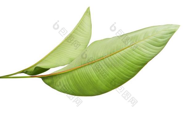 鹤望兰雷吉娜,海里康属植物,热带的叶子,鸟关于天堂英语字母表的第6个字母