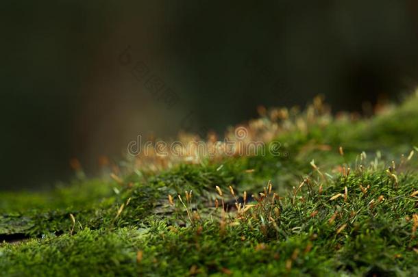 苔藓采用森林