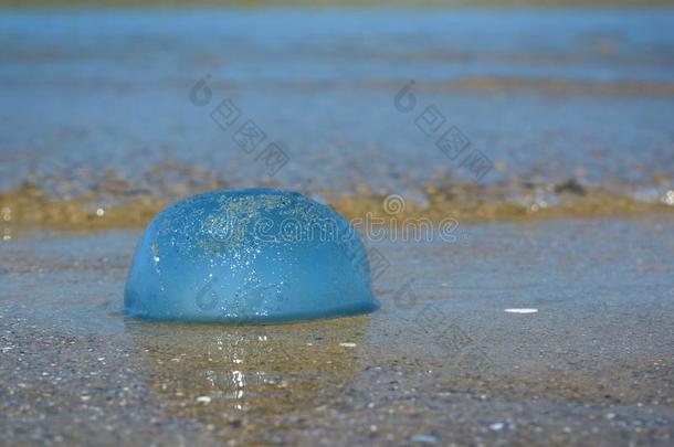 面看法关于处于困境的小的圆形的和蓝色`霞水母属拉马克奇`六月的简写