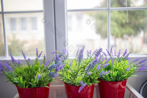 红色的花盆和紫色的花