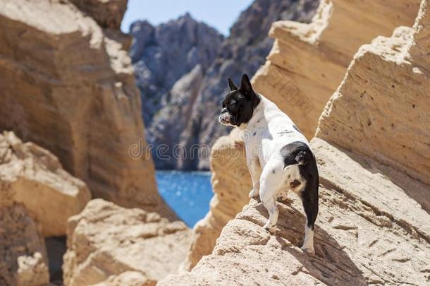 法国的斗牛犬狗在Sau英语字母表中的第四个字母iArabia沙特阿拉伯佩德雷拉英语字母表中的第四个字母eman英语字母表中的第四