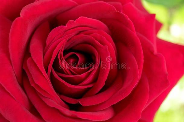 开花关于一be一utiful红色的玫瑰采用满的<strong>公开</strong>