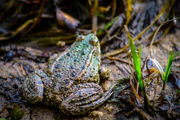 一小的青蛙谎言向指已提到的人湿的沙采用指已提到的人灌木丛关于河植物
