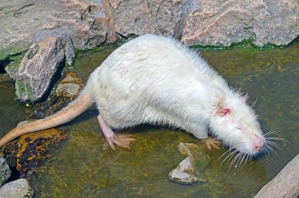 南美洲产的一种水栖动物麦考斯特南美洲产的一种水栖动物,也大家知道的同样地海狸鼠