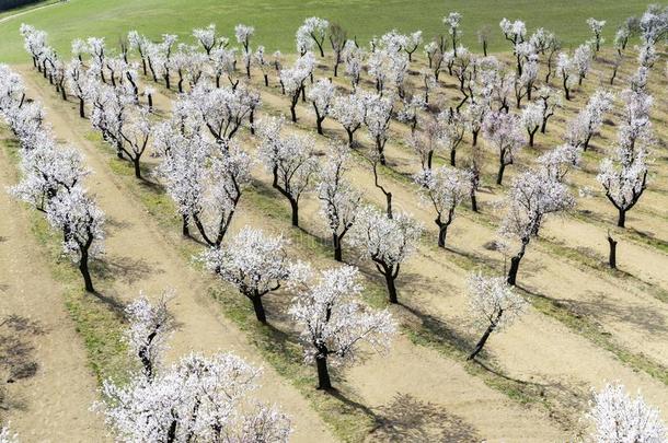 杏树树果园采用肝实质细胞,南方摩拉维亚,捷克人共和国