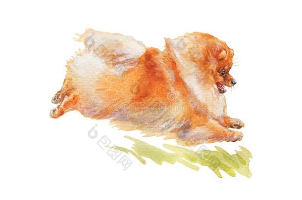 水彩波美拉尼亚的波美拉尼亚丝毛狗狗