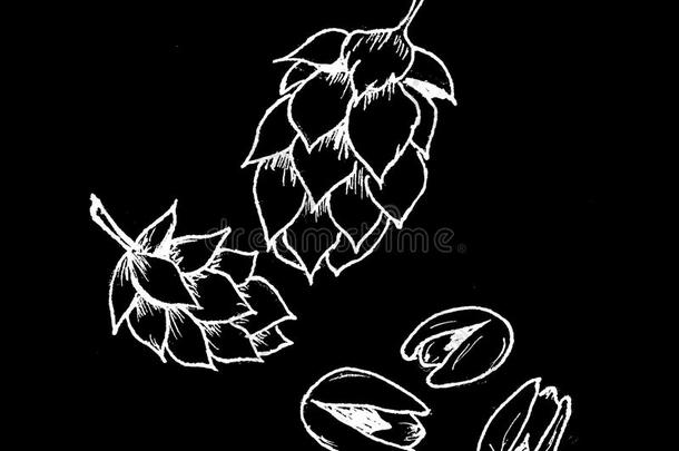 十月<strong>啤酒节主题</strong>.白色的向黑的背景麦芽和开心果