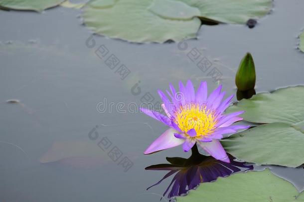 一有魅力的紫色的莲花在上面指已提到的人水