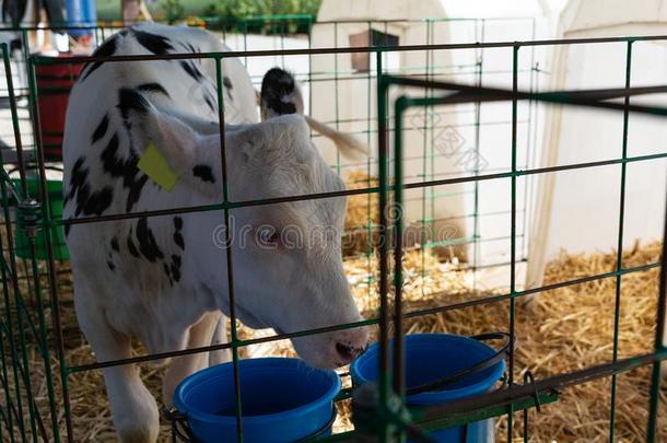 年幼的牛犊小母牛采用白色的牛犊-房屋日记农场.动物保护