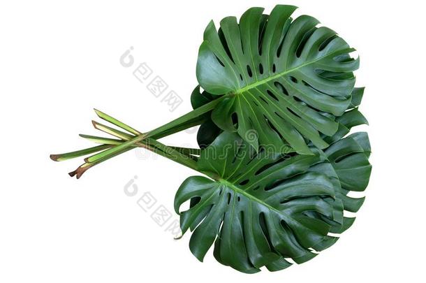 绿色的蓬莱蕉树叶捆,指已提到的人热带的植物常绿植物藤