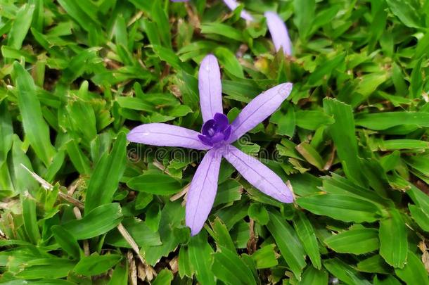 紫色的花环星花num.五001