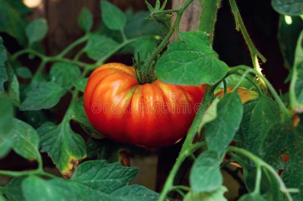 红色的番茄种植向一br一nch向室内的.生态学,f一rm,n一tur一l