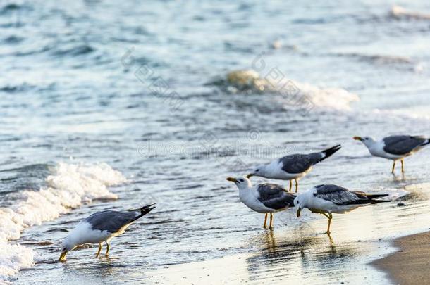 兽群关于灰色的海鸥向沙的海滩海岸线在黑的海coagulase凝固酶