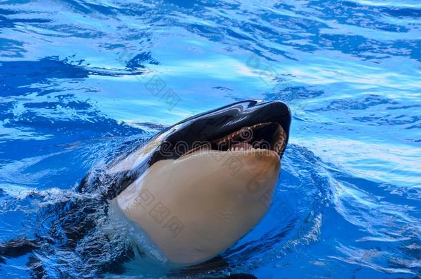 哺乳动物逆戟鲸凶手鲸鱼