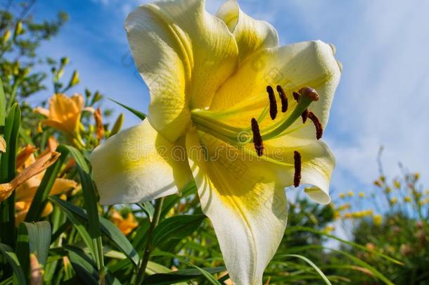 光黄色的花百合花反对指已提到的人天.百合花花s花采用